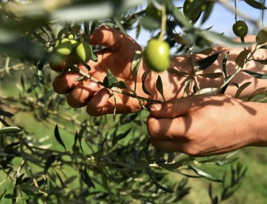 Chiavalon Organic Olive Oil